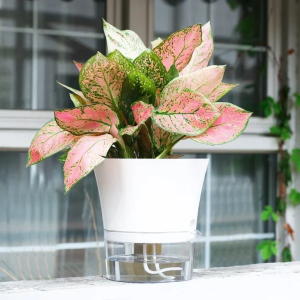 Self-Watering Plastic Flower Pot with Cotton Rope